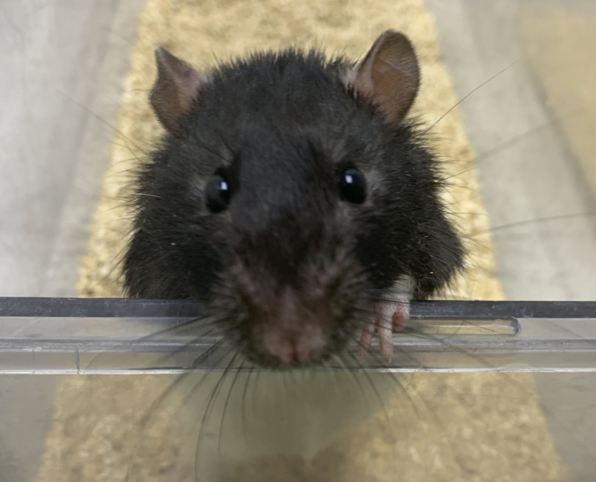 RatCloseup